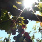 NEGOTIN I JEDNA PRIČA: Rogljevačke pivnice – od vinograda do čaše vina r18