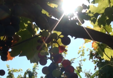 NEGOTIN I JEDNA PRIČA: Rogljevačke pivnice – od vinograda do čaše vina